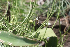 Belenois java peristhene