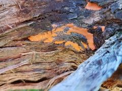 Dictydiaethalium plumbeum