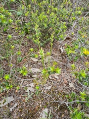 Prasophyllum occultans