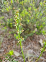 Prasophyllum occultans