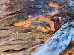 Dictydiaethalium plumbeum