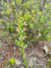 Prasophyllum occultans