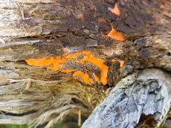 Dictydiaethalium plumbeum