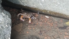 Thoracotremata