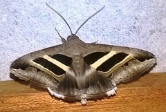 Grammodes geometrica