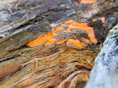 Dictydiaethalium plumbeum