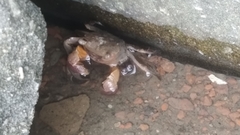 Thoracotremata