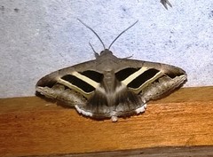 Grammodes geometrica