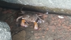 Thoracotremata