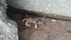 Thoracotremata