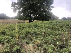 Rubus pennus