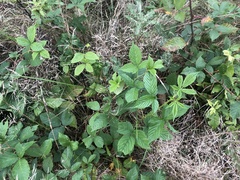 Rubus pennus