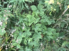Rubus pennus