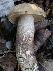 Leccinum duriusculum