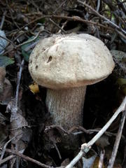 Leccinum duriusculum