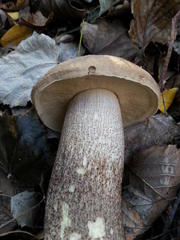Leccinum duriusculum