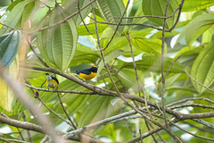 Euphonia minuta