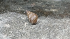 Caenogastropoda