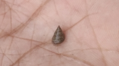 Caenogastropoda