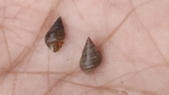 Caenogastropoda