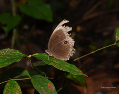 Ethope himachala