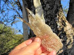 Dendroaspis polylepis