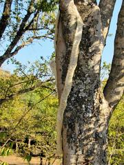 Dendroaspis polylepis