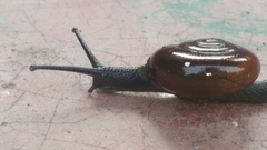 Macrochlamydinae