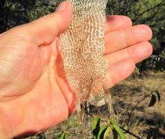 Dendroaspis polylepis