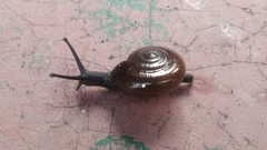 Macrochlamydinae