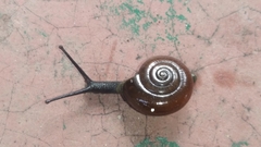Macrochlamydinae