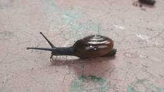 Macrochlamydinae