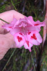 Gladiolus crispulatus