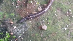 Geoplanidae