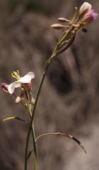 Heliophila carnosa