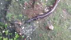 Geoplanidae