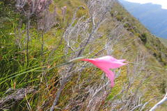 Gladiolus oreocharis