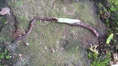Geoplanidae