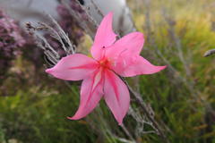 Gladiolus oreocharis