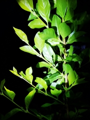 Hierodula pistillinota