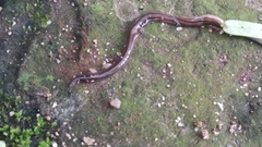 Geoplanidae