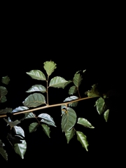 Hierodula pistillinota