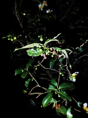 Hierodula pistillinota