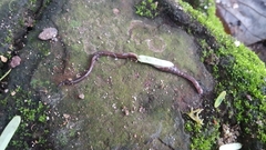 Geoplanidae