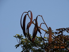 Oroxylum indicum