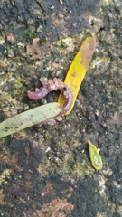 Geoplanidae
