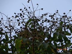 Sapindus laurifolius