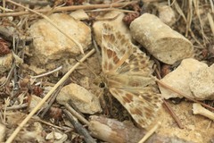 Muschampia baeticus