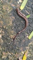 Geoplanidae