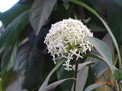 Ixora parviflora
